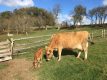 Dárek Na dva dny farmářem na Farmě Košík