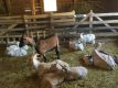 Originální zážitek Na dva dny farmářem na Farmě Košík