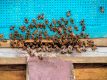 Apiterapie: Včelí terapie v sauně