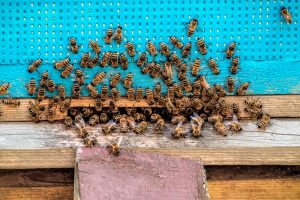 Apiterapie: Včelí terapie v sauně, masáž a relaxace na úlech