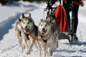 Mushing - jízda se psím spřežením Vysočina