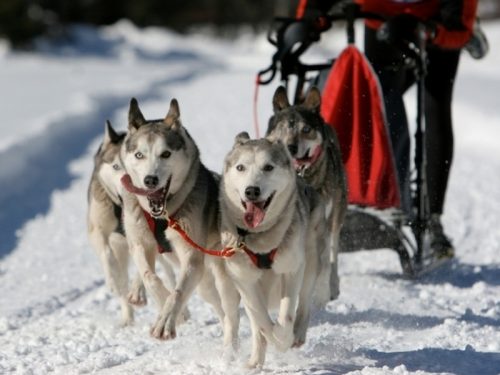 Mushing - jízda se psím spřežením Vysočina