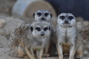 Ošetřovatelem v zoo na jeden den