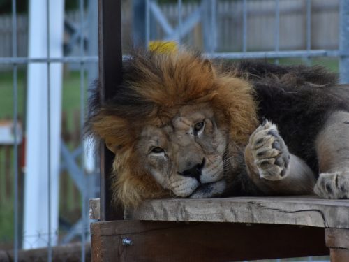 Zážitková noc v ZOO