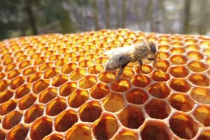 Úniková hra: Po stopách včelí královny Praha
