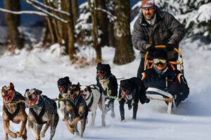 Mushing: jízda na psím spřežení