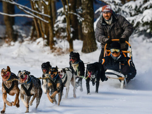 Mushing: jízda na psím spřežení