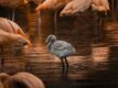 Dárek Kurz fotografování zvířat v zoo