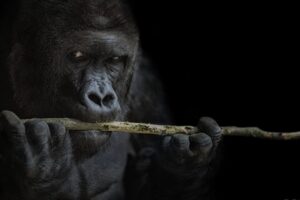 Zážitek Kurz fotografování zvířat v zoo