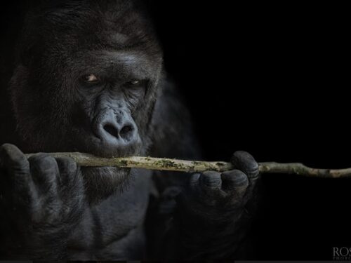 Zážitek Kurz fotografování zvířat v zoo