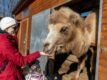 Zážitek VIP prohlídka Zoo Tábor s ošetřovatelem až pro 4 osoby