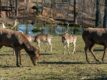 Dárek VIP prohlídka Zoo Tábor s ošetřovatelem až pro 4 osoby