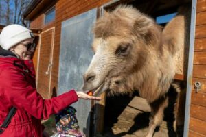 Zážitek VIP prohlídka Zoo Tábor s ošetřovatelem až pro 4 osoby