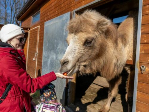 Zážitek VIP prohlídka Zoo Tábor s ošetřovatelem až pro 4 osoby